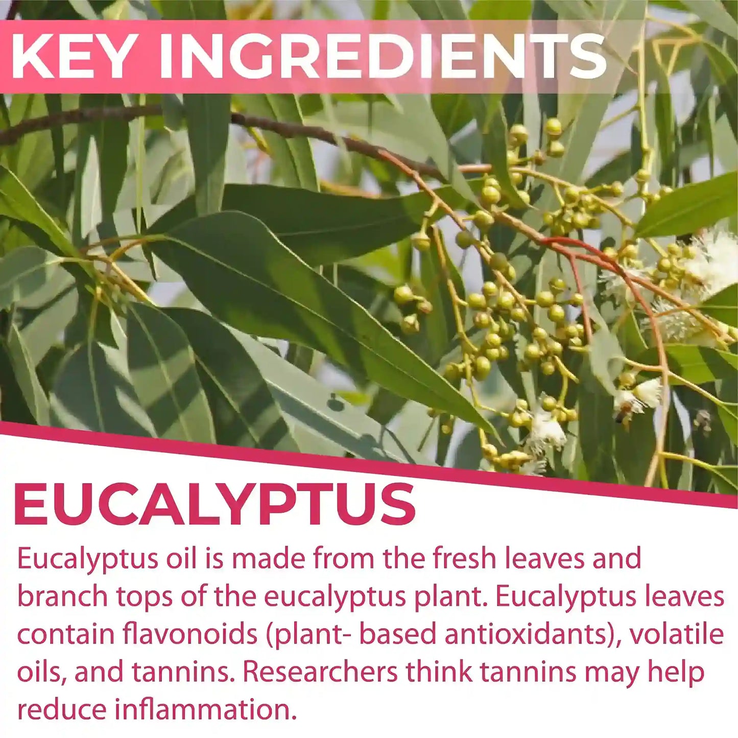 Jadole Naturals Eucalyptus Essential Oils 30ml