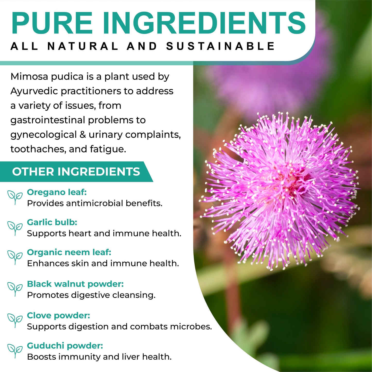 Oladole Natural Mimosa Pudica Seed Capsules - 60 Count