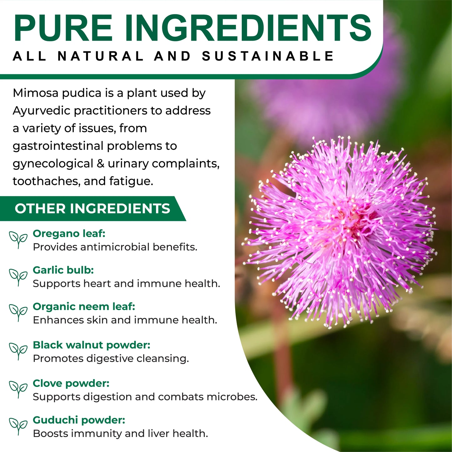 Oladole Natural Mimosa Pudica Seed Capsules - 60 Count